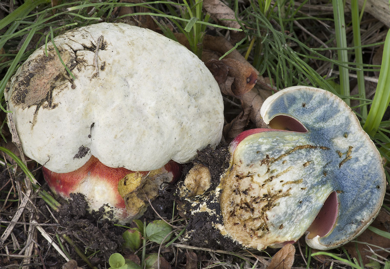 Boletus satanas